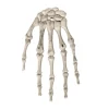 Botten Halloween hand wit