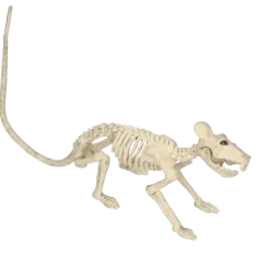 Skelet Halloween rat